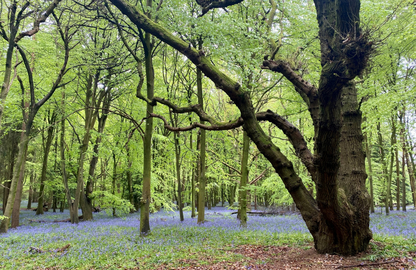 Surrey Hills Landscape