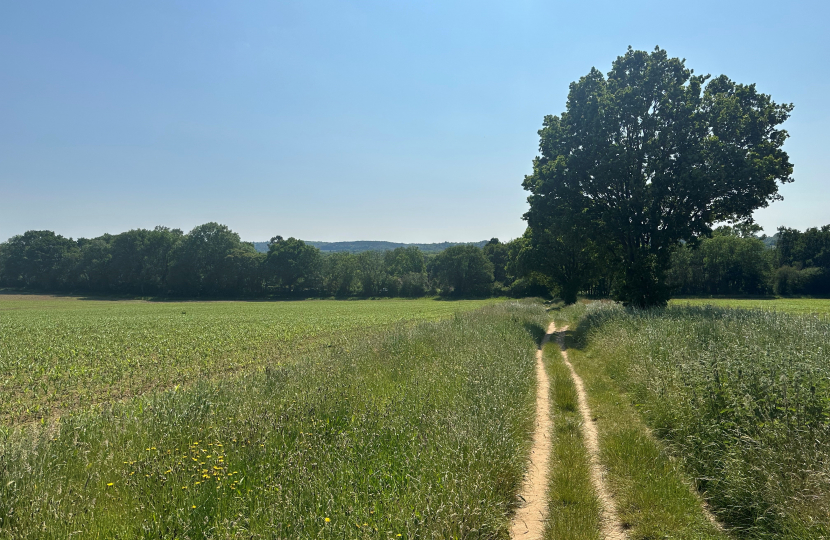 Surrey Hills Landscape