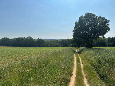 Surrey Hills Landscape